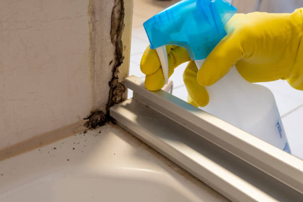 Best Commercial Mold Removal  in St Augustine Beach, FL