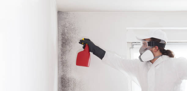 Professional Mold Removal in St Augustine Beach, FL