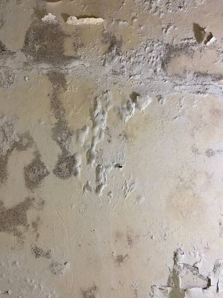 Mold Testing and Removal in St Augustine Beach, FL