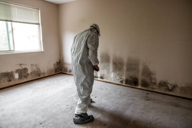 Best Fast Mold Removal  in St Augustine Beach, FL