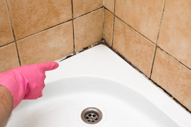 Best Toxic Mold Removal  in St Augustine Beach, FL